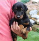 �pi�kov� �t��ata doberman�