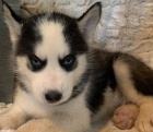 Rozko�n� sibi�sk� husky s kr�sn�mi modr�mi o�ima.