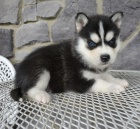 Rozko�n� sibi�sk� husky s kr�sn�mi modr�mi o�ima.