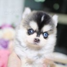 Kr�sn� mal� ��lek Pomskies �t���tka na prodej (k��enec sibi�sk� a pomeransk�)
