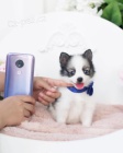 mini ��lek Pomskies �t��ata na prodej