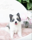 mini ��lek Pomskies �t��ata na prodej