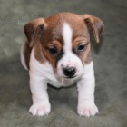 ��asn� o�kovan�, od�erven� a zdrav� �t���tka Jack Russell na prodej.