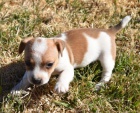 ��asn� o�kovan�, od�erven� a zdrav� �t���tka Jack Russell na prodej.