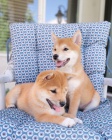 Rozko�n� �t��ata shiba inu na prodej