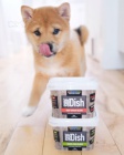 Prodej �t���tek SHIBA INU