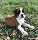 Americk� buldok �t��ata na prodej.