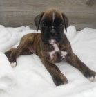 KR�SN� �t���tka americk�ho buldoka na prodej.