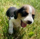 Prodej �t��at TRICOLOR b�gl� MINI.