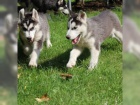 �t���tka Husky s pap�ry VDH / DCNH / FCI