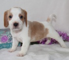 HN�D� �t��ata beagle