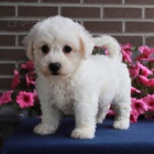 samci a samice bichon frize �t��ata na prodej o�kovan� a od�erven�.