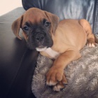 na prodej o�kovan� n�meck� �t��ata n�meck�ho boxera.