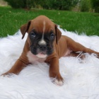 kr�sn� �t��ata n�meck�ho boxera na prodej.