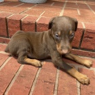 �t��ata dobermana na prodej.