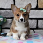 �t��ata Pembroke Welsh Corgi