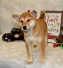 Roztomil� �t���tka shiba inu 