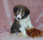 n�dhern� a o�kovan� shetlandsk� ov��k �t��ata na prodej