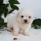 Velkolep� O�KOVAN� miniaturn� maltsk� �t���tka na prodej.