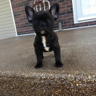 �ern� francouzsk� buldo�ek o�kovan� a od�erven� �t��ata na prodej.