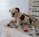 Kr�sn� a and�lsk� �t��ata anglick�ho buldoka na prodej.