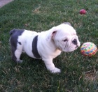 Kr�sn� a and�lsk� �t��ata anglick�ho buldoka na prodej.