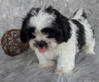 �t��ata shih tzu