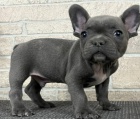 �t��ata Francouzsk� buldo�ek  k adopci