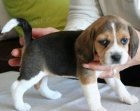 Rozko�n� �t��ata Beagle 