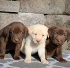 Miluj�c� �t��ata labradorsk�ho retr�vra 