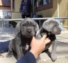Miluj�c� �t��ata Cane Corso pro nov� domov 