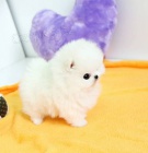 �t��ata Italsk� Volpino pro miluj�c� domov