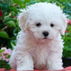 L�skypln� Bolo�sk� �t��ata pro nov� domov 