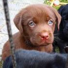 labradorsk� �t��ata