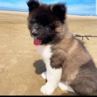 Americk� akita �t��ata