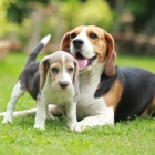 ��asn� Beagle.