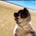 Americk� akita �t��ata