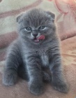 K dispozici zdrav� ko�ata Scottish Fold 