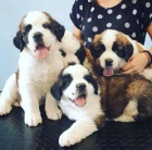 �t��ata svat�ho Bernarda k dispozici