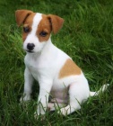�t���tka Jack Russell Terrier pro nov� domov