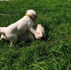 2 �t���tka argentinska doga bily