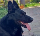  �t�n� n�meck�ho ov��ka s PP