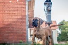 Presa Canario �t��ata 