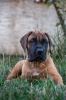 Presa Canario �t��ata 