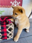 Roztomil� shiba inu