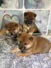 d�ti shiba inu