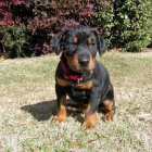 velkolep� doberman 6