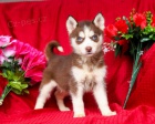 Sibi�sk� husky