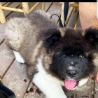 Americk� akita �t��ata