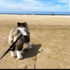 Americk� akita �t��ata